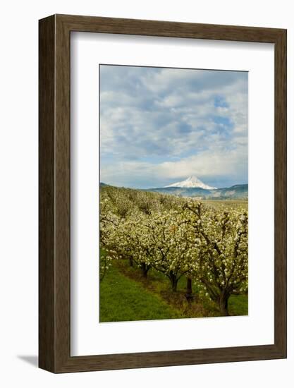 USA, Oregon, Hood River. Mt. Hood Looms over Apple Orchard-Richard Duval-Framed Photographic Print