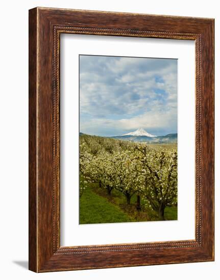 USA, Oregon, Hood River. Mt. Hood Looms over Apple Orchard-Richard Duval-Framed Photographic Print