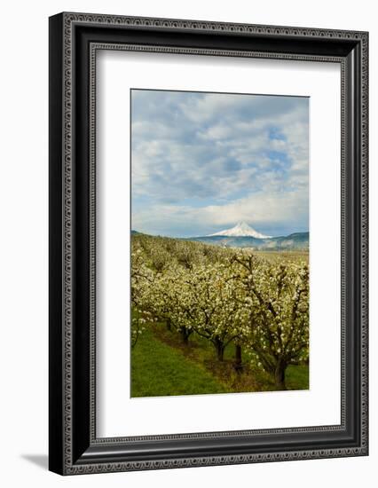 USA, Oregon, Hood River. Mt. Hood Looms over Apple Orchard-Richard Duval-Framed Photographic Print