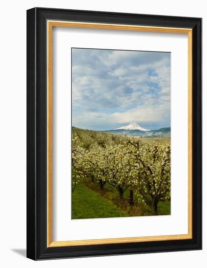 USA, Oregon, Hood River. Mt. Hood Looms over Apple Orchard-Richard Duval-Framed Photographic Print