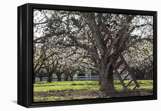 USA, Oregon, Hood River Valley, a Ladder in a Tree in an Orchard-Rick A Brown-Framed Premier Image Canvas