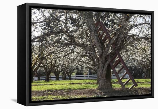 USA, Oregon, Hood River Valley, a Ladder in a Tree in an Orchard-Rick A Brown-Framed Premier Image Canvas