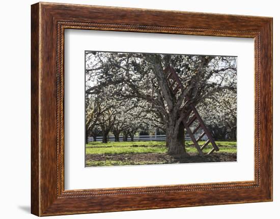 USA, Oregon, Hood River Valley, a Ladder in a Tree in an Orchard-Rick A Brown-Framed Photographic Print