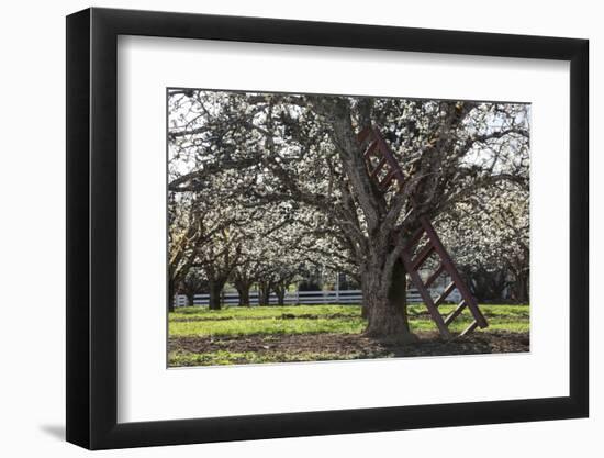 USA, Oregon, Hood River Valley, a Ladder in a Tree in an Orchard-Rick A Brown-Framed Photographic Print