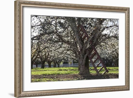 USA, Oregon, Hood River Valley, a Ladder in a Tree in an Orchard-Rick A Brown-Framed Photographic Print