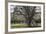 USA, Oregon, Hood River Valley, a Ladder in a Tree in an Orchard-Rick A Brown-Framed Photographic Print