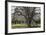 USA, Oregon, Hood River Valley, a Ladder in a Tree in an Orchard-Rick A Brown-Framed Photographic Print