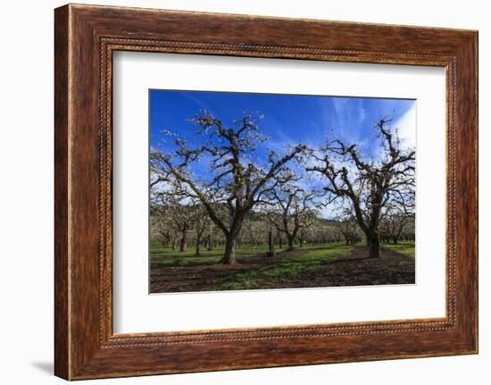 USA, Oregon, Hood River Valley, an Orchard-Rick A Brown-Framed Photographic Print