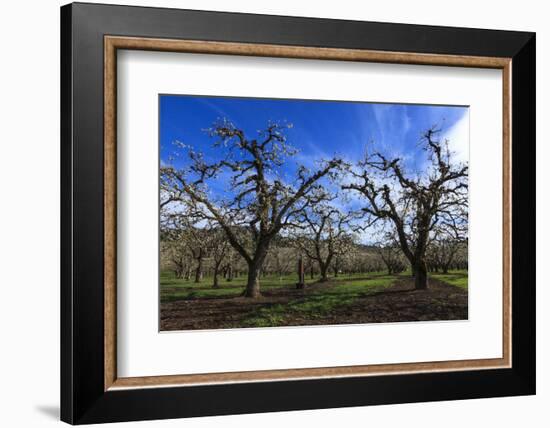 USA, Oregon, Hood River Valley, an Orchard-Rick A Brown-Framed Photographic Print