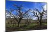 USA, Oregon, Hood River Valley, an Orchard-Rick A Brown-Mounted Photographic Print