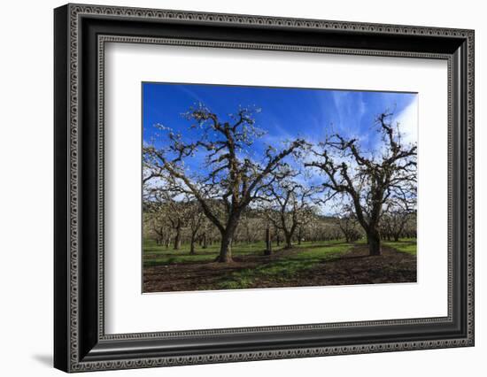 USA, Oregon, Hood River Valley, an Orchard-Rick A Brown-Framed Photographic Print