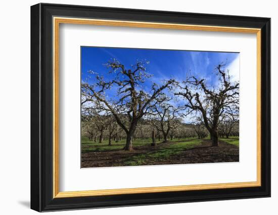 USA, Oregon, Hood River Valley, an Orchard-Rick A Brown-Framed Photographic Print