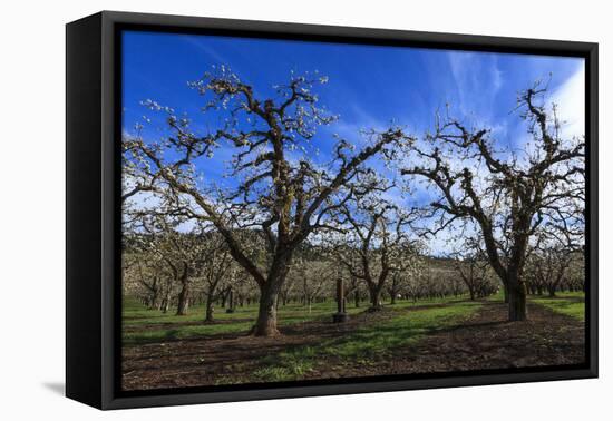 USA, Oregon, Hood River Valley, an Orchard-Rick A Brown-Framed Premier Image Canvas