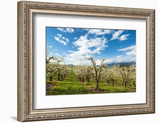 USA, Oregon Hood River, Valley. Apple Orchard Near Hood River-Richard Duval-Framed Photographic Print