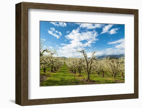 USA, Oregon Hood River, Valley. Apple Orchard Near Hood River-Richard Duval-Framed Photographic Print