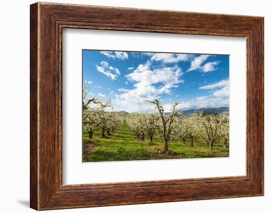 USA, Oregon Hood River, Valley. Apple Orchard Near Hood River-Richard Duval-Framed Photographic Print