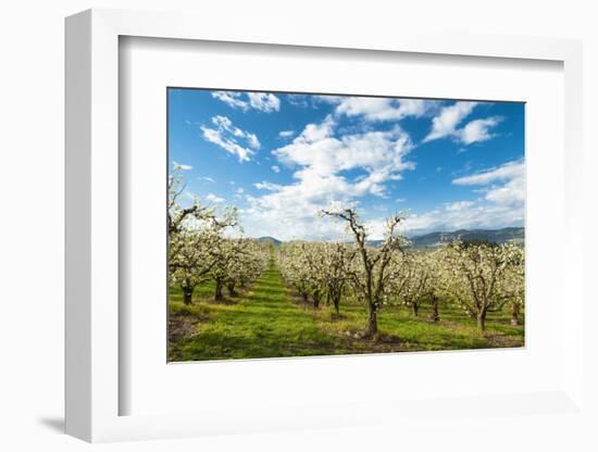 USA, Oregon Hood River, Valley. Apple Orchard Near Hood River-Richard Duval-Framed Photographic Print