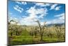 USA, Oregon Hood River, Valley. Apple Orchard Near Hood River-Richard Duval-Mounted Photographic Print