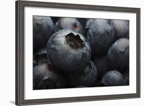 USA, Oregon, Keizer, Blueberries-Rick A. Brown-Framed Photographic Print