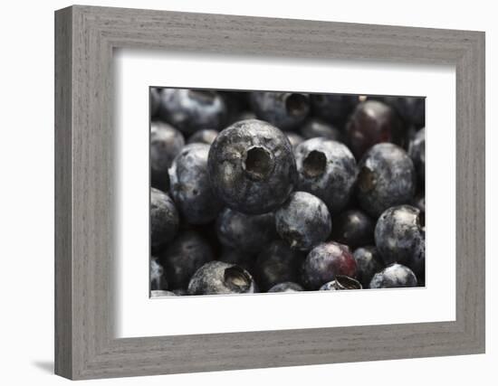 USA, Oregon, Keizer, Blueberries-Rick A. Brown-Framed Photographic Print