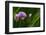 USA, Oregon, Keizer, Chives in Backyard-Rick A. Brown-Framed Photographic Print