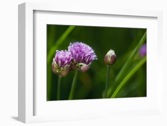 USA, Oregon, Keizer, Chives in Backyard-Rick A. Brown-Framed Photographic Print