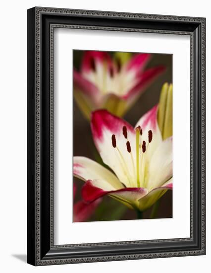 USA, Oregon, Keizer, Cultivated Day Lily-Rick A. Brown-Framed Photographic Print