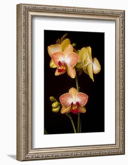 USA, Oregon, Keizer, Cultivated Orchid-Rick A Brown-Framed Photographic Print