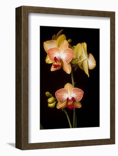 USA, Oregon, Keizer, Cultivated Orchid-Rick A Brown-Framed Photographic Print