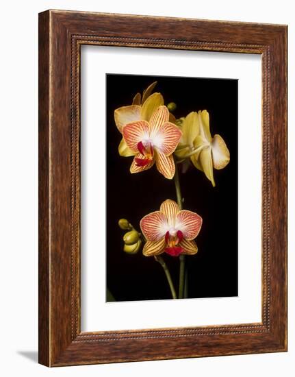 USA, Oregon, Keizer, Cultivated Orchid-Rick A Brown-Framed Photographic Print