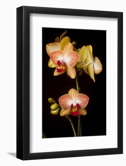 USA, Oregon, Keizer, Cultivated Orchid-Rick A Brown-Framed Photographic Print