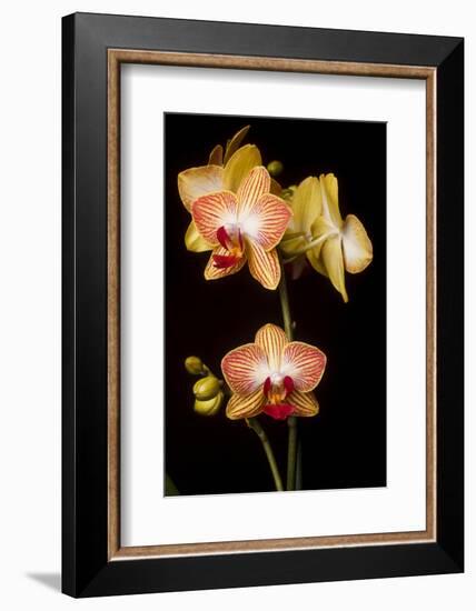 USA, Oregon, Keizer, Cultivated Orchid-Rick A Brown-Framed Photographic Print