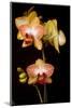 USA, Oregon, Keizer, Cultivated Orchid-Rick A Brown-Mounted Photographic Print