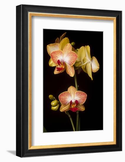 USA, Oregon, Keizer, Cultivated Orchid-Rick A Brown-Framed Photographic Print