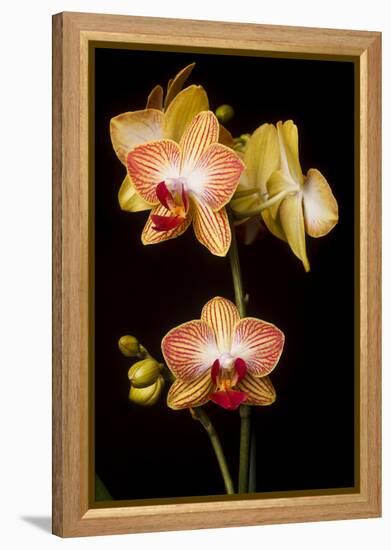 USA, Oregon, Keizer, Cultivated Orchid-Rick A Brown-Framed Premier Image Canvas