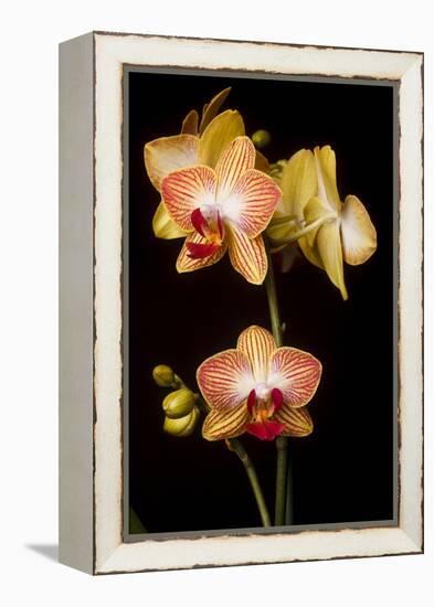 USA, Oregon, Keizer, Cultivated Orchid-Rick A Brown-Framed Premier Image Canvas