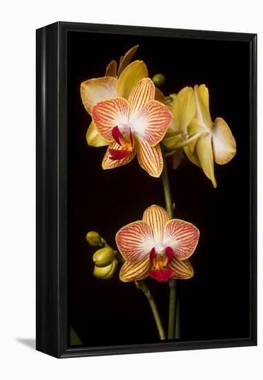 USA, Oregon, Keizer, Cultivated Orchid-Rick A Brown-Framed Premier Image Canvas