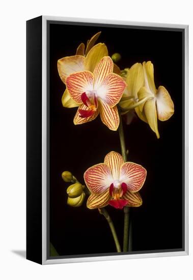 USA, Oregon, Keizer, Cultivated Orchid-Rick A Brown-Framed Premier Image Canvas