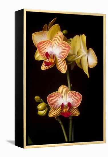 USA, Oregon, Keizer, Cultivated Orchid-Rick A Brown-Framed Premier Image Canvas