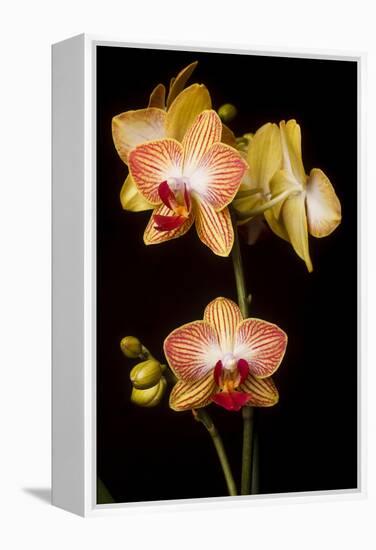 USA, Oregon, Keizer, Cultivated Orchid-Rick A Brown-Framed Premier Image Canvas