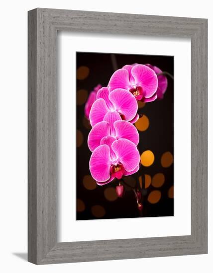 USA, Oregon, Keizer, Cultivated Orchid-Rick A Brown-Framed Photographic Print
