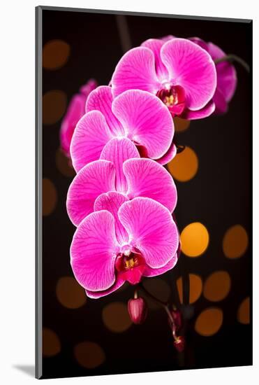 USA, Oregon, Keizer, Cultivated Orchid-Rick A Brown-Mounted Photographic Print