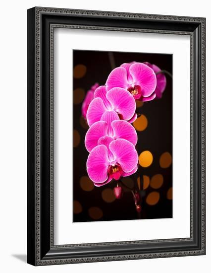 USA, Oregon, Keizer, Cultivated Orchid-Rick A Brown-Framed Photographic Print