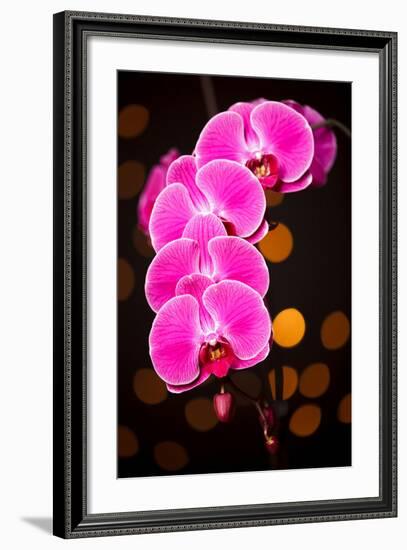 USA, Oregon, Keizer, Cultivated Orchid-Rick A Brown-Framed Photographic Print