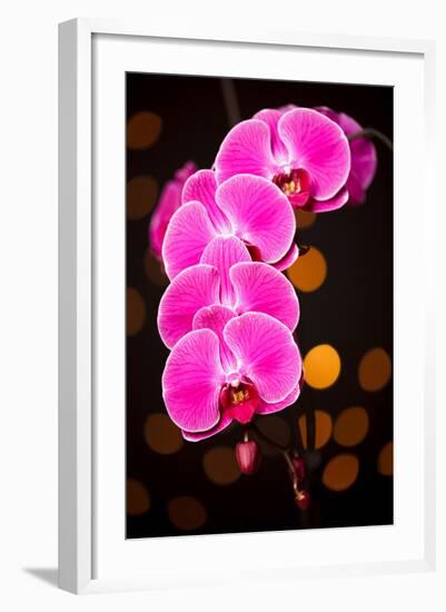 USA, Oregon, Keizer, Cultivated Orchid-Rick A Brown-Framed Photographic Print