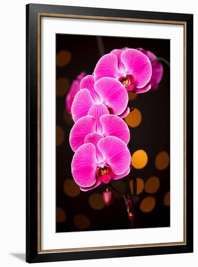 USA, Oregon, Keizer, Cultivated Orchid-Rick A Brown-Framed Photographic Print