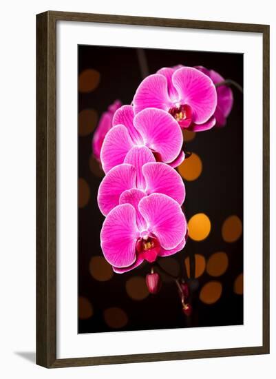 USA, Oregon, Keizer, Cultivated Orchid-Rick A Brown-Framed Photographic Print