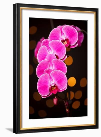 USA, Oregon, Keizer, Cultivated Orchid-Rick A Brown-Framed Photographic Print