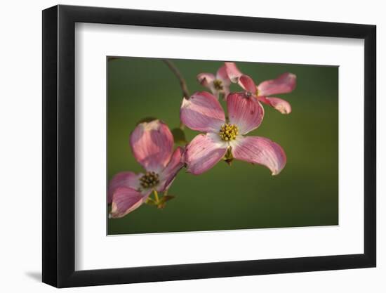 USA, Oregon, Keizer, Flowering Dogwood in Neighborhood-Rick A. Brown-Framed Photographic Print