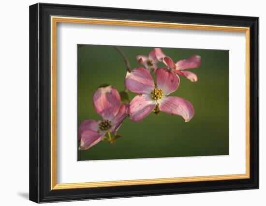 USA, Oregon, Keizer, Flowering Dogwood in Neighborhood-Rick A. Brown-Framed Photographic Print